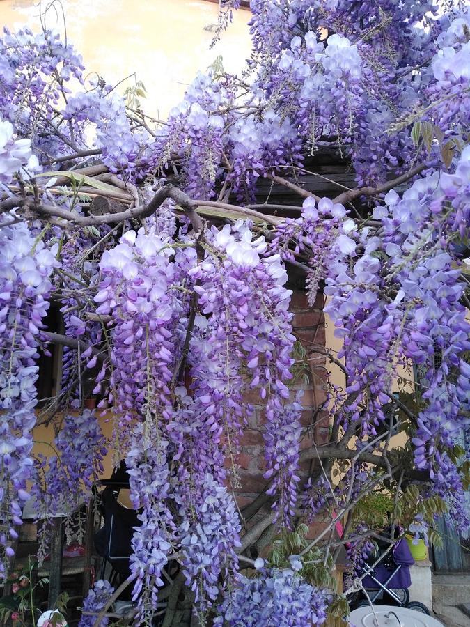 Villa Le Pergole- Firenze ภายนอก รูปภาพ